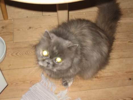 Perser Trine billede 9