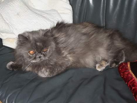 Perser Trine billede 10