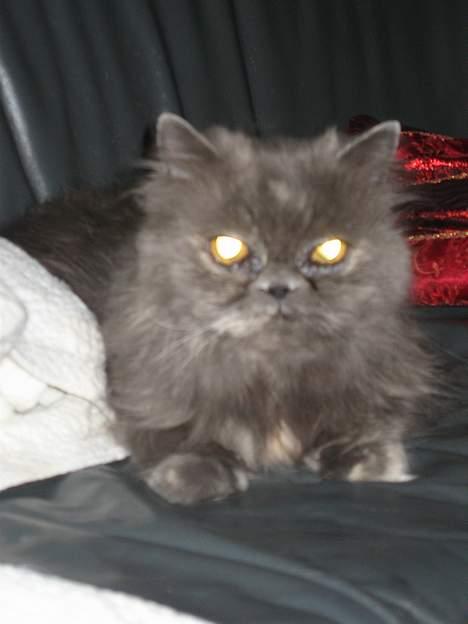 Perser Trine billede 11