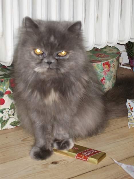 Perser Trine billede 12