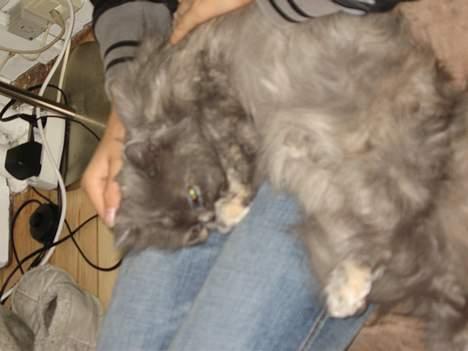 Perser Trine billede 13