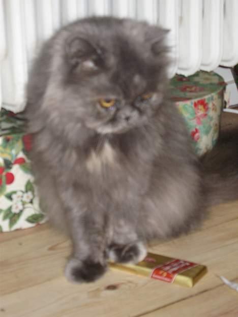 Perser Trine billede 14