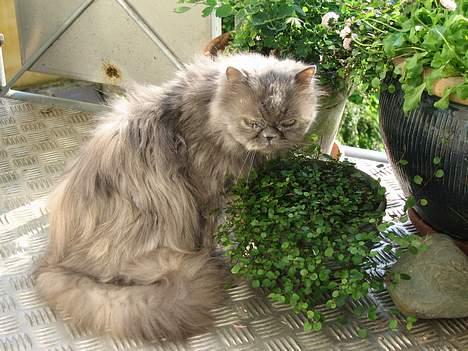 Perser Trine billede 15