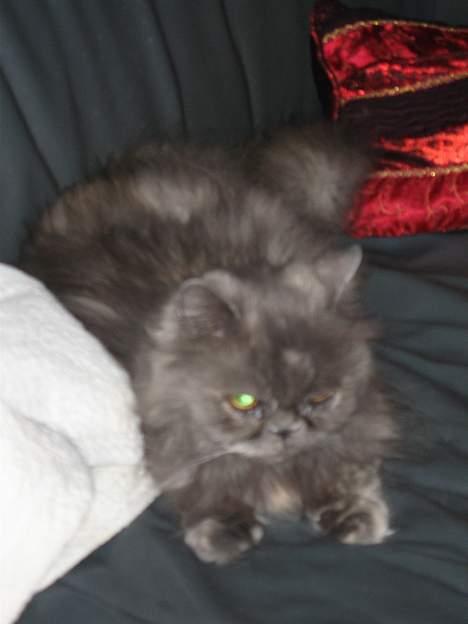 Perser Trine billede 16