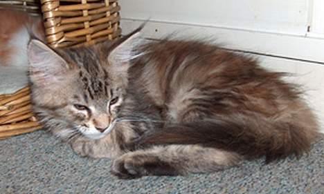 Maine Coon Alfa † billede 17