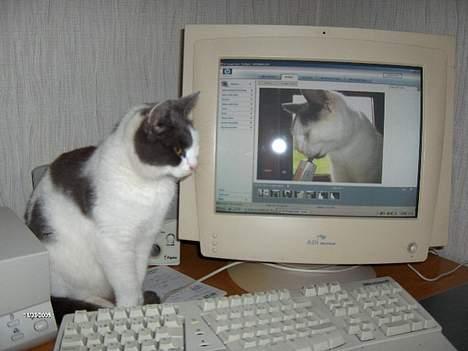 Huskat Plet - Plet skulle lige tjekke om billederne nu var gode nok til kattegalleriet.. Hehe.. billede 18