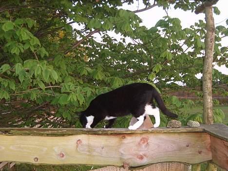 Blanding af racer Midi billede 20