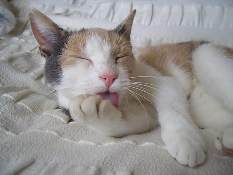 Blanding af racer † Madonna - DØD †   - Min lille rengørings vanvide kat! billede 11