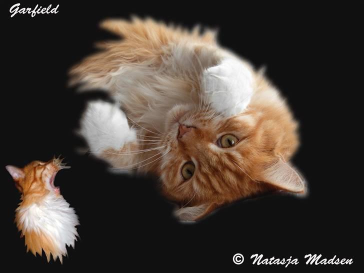 Maine Coon Garfield - aug.08 billede 1