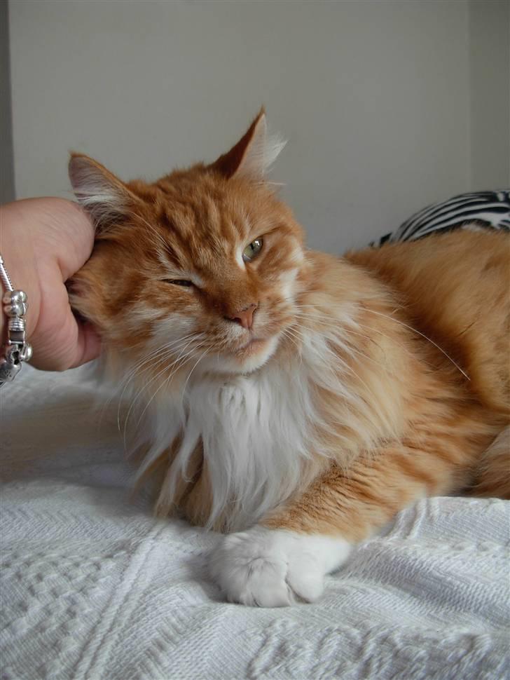 Maine Coon Garfield - aug.08 billede 2