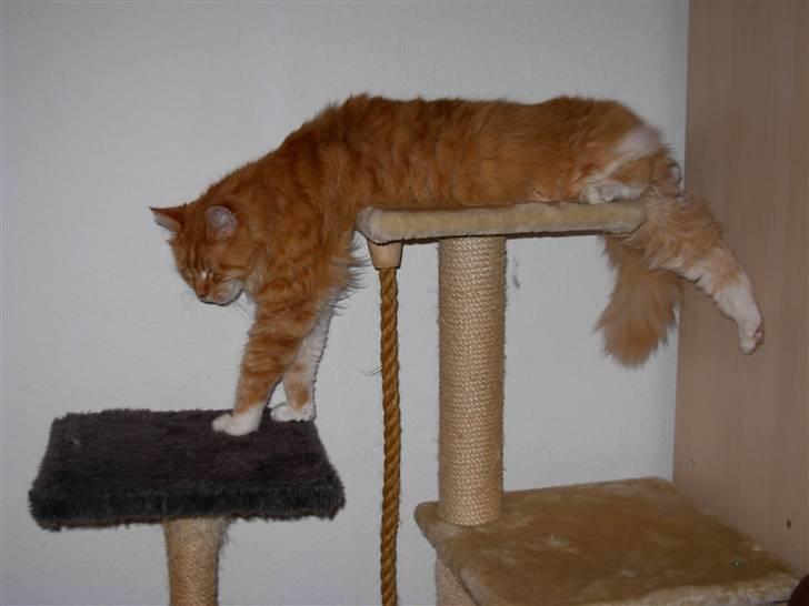 Maine Coon Garfield - okt.08 ja sådan kan man da også sove..... billede 3