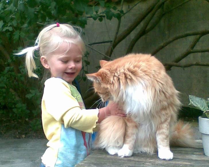 Maine Coon Garfield - aug.08 billede 4