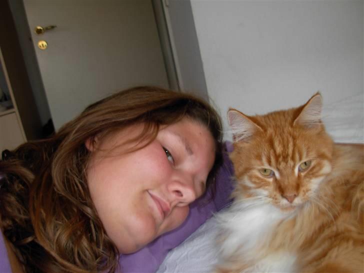 Maine Coon Garfield - aug.08 billede 5