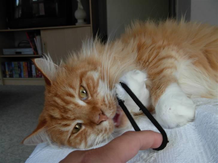 Maine Coon Garfield - aug.08 billede 6