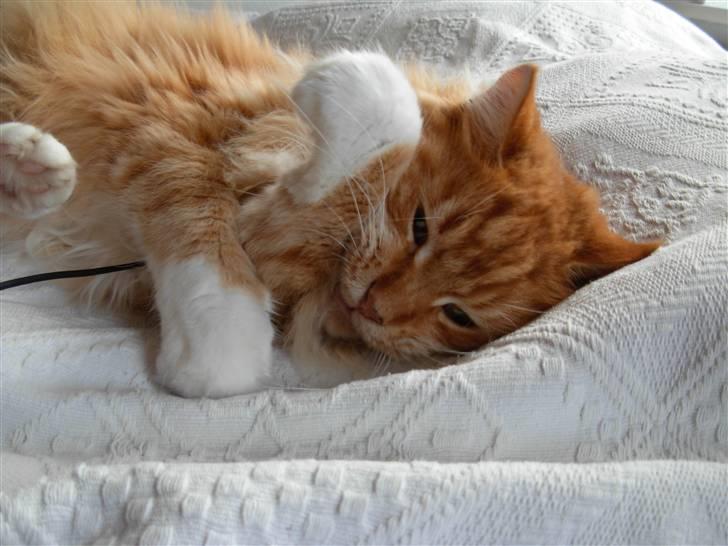 Maine Coon Garfield - aug.08 billede 7