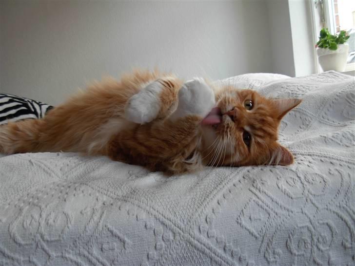 Maine Coon Garfield - aug.08 billede 8