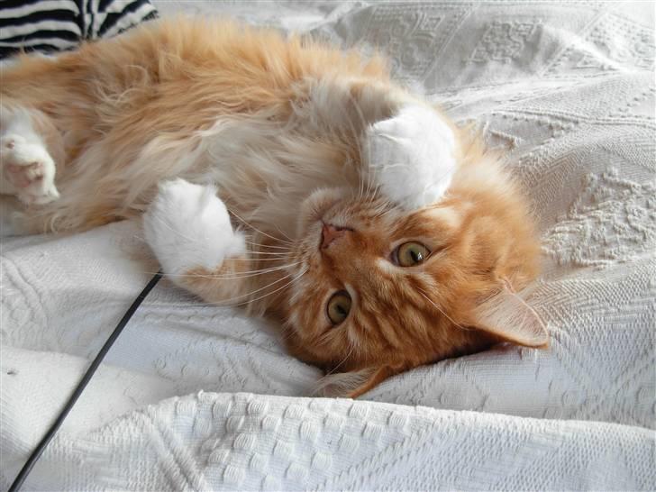 Maine Coon Garfield - aug.08 billede 9