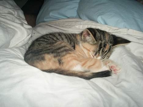 Blanding af racer Fanta billede 9