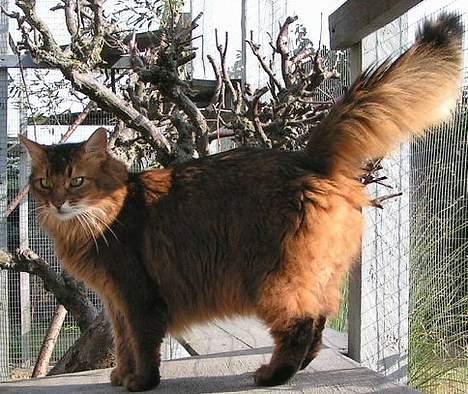 Somali Oliver billede 1