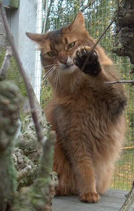 Somali Oliver billede 2