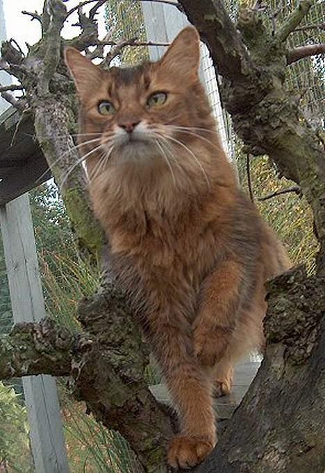 Somali Oliver billede 3