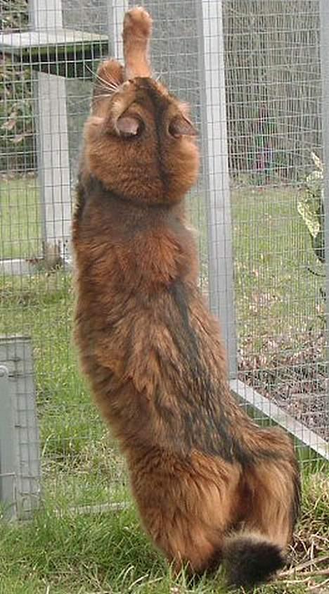 Somali Oliver billede 4