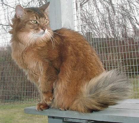 Somali Oliver billede 5