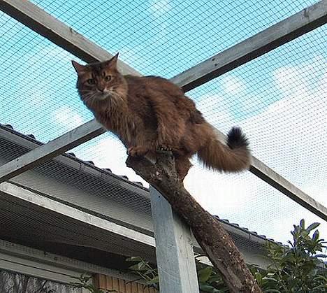 Somali Oliver billede 6