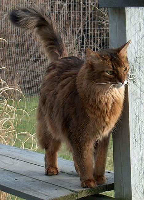 Somali Oliver billede 7