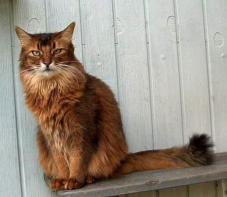 Somali Oliver billede 8