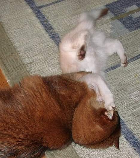 Somali Oliver - Killingedræberen Oliver ;o) billede 9