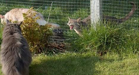 Abyssinier Romeo - Farlig Aby :o) billede 3