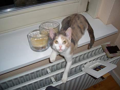 Blanding af racer † Madonna - DØD †   - Åh.. S**T opdaget! billede 13