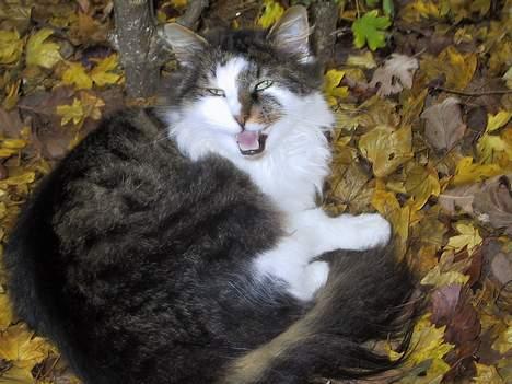 Blanding af racer Filur - øv du vækkede mig sov lige så godt gabbbb billede 1