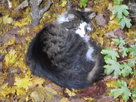 Blanding af racer Filur - ligger lige og putter billede 2