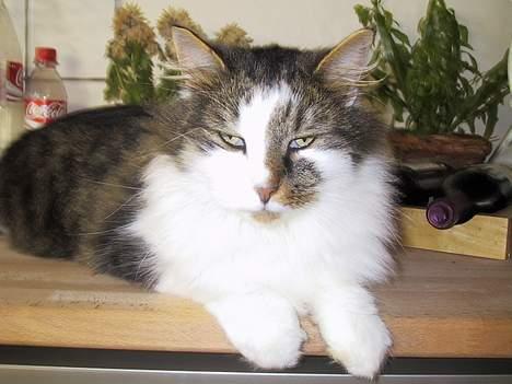 Blanding af racer Filur billede 3