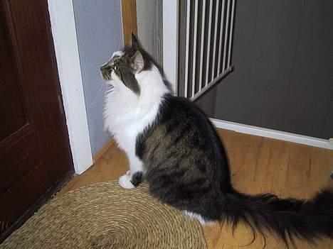 Blanding af racer Filur - er der nogen der gider at lukke mig ud billede 4