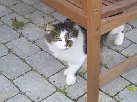 Blanding af racer Filur billede 5