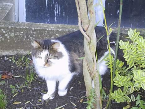 Blanding af racer Filur billede 6