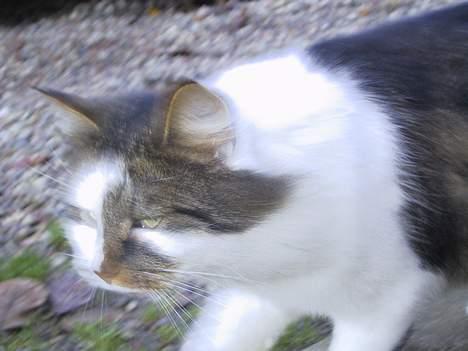 Blanding af racer Filur - på farten billede 7