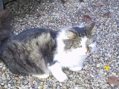 Blanding af racer Filur - puha det blæser billede 8