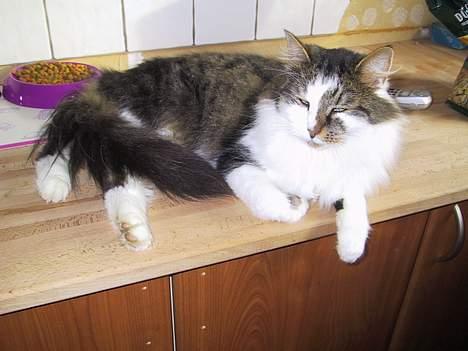 Blanding af racer Filur - lige en slapper det var hårdt at spise billede 9