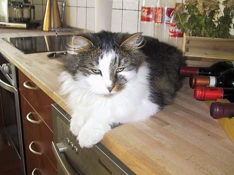 Blanding af racer Filur billede 10