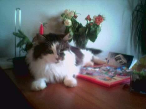 Blanding af racer Filur billede 11