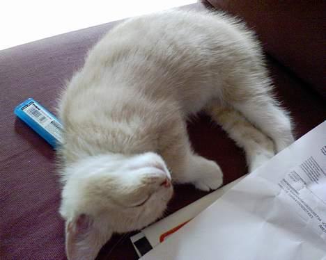 Blanding af racer Pjevs billede 2