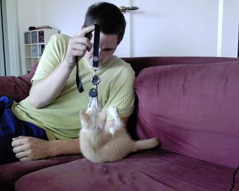 Blanding af racer Pjevs billede 3