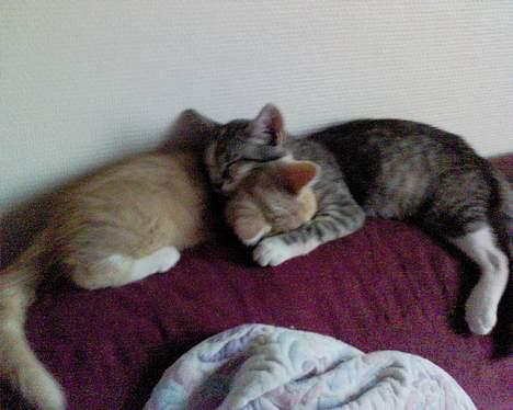 Blanding af racer Pjevs - Her ligger jeg og putter med min halvsøster billede 4