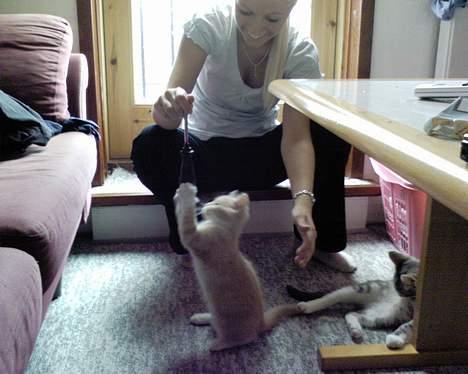 Blanding af racer Pjevs - endelig er der nogen, der har tid til at lege med mig  :) billede 5