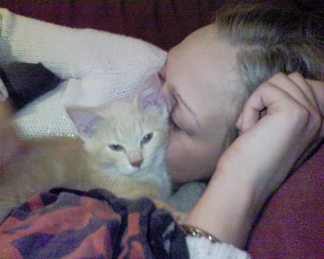 Blanding af racer Pjevs billede 7