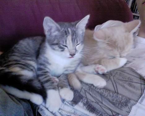 Blanding af racer Pjevs billede 8